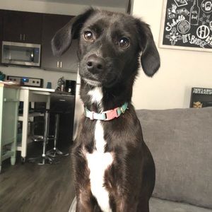 Meet your Posher, Bailey